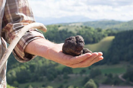 Tartufo del Lazio: Stagionalità, Raccolta e Territorio dei Castelli Romani
