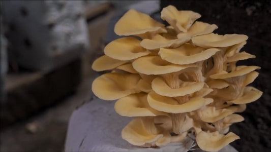 Funghi coltivati in grotta: varietà e metodo dell’Azienda Moretti