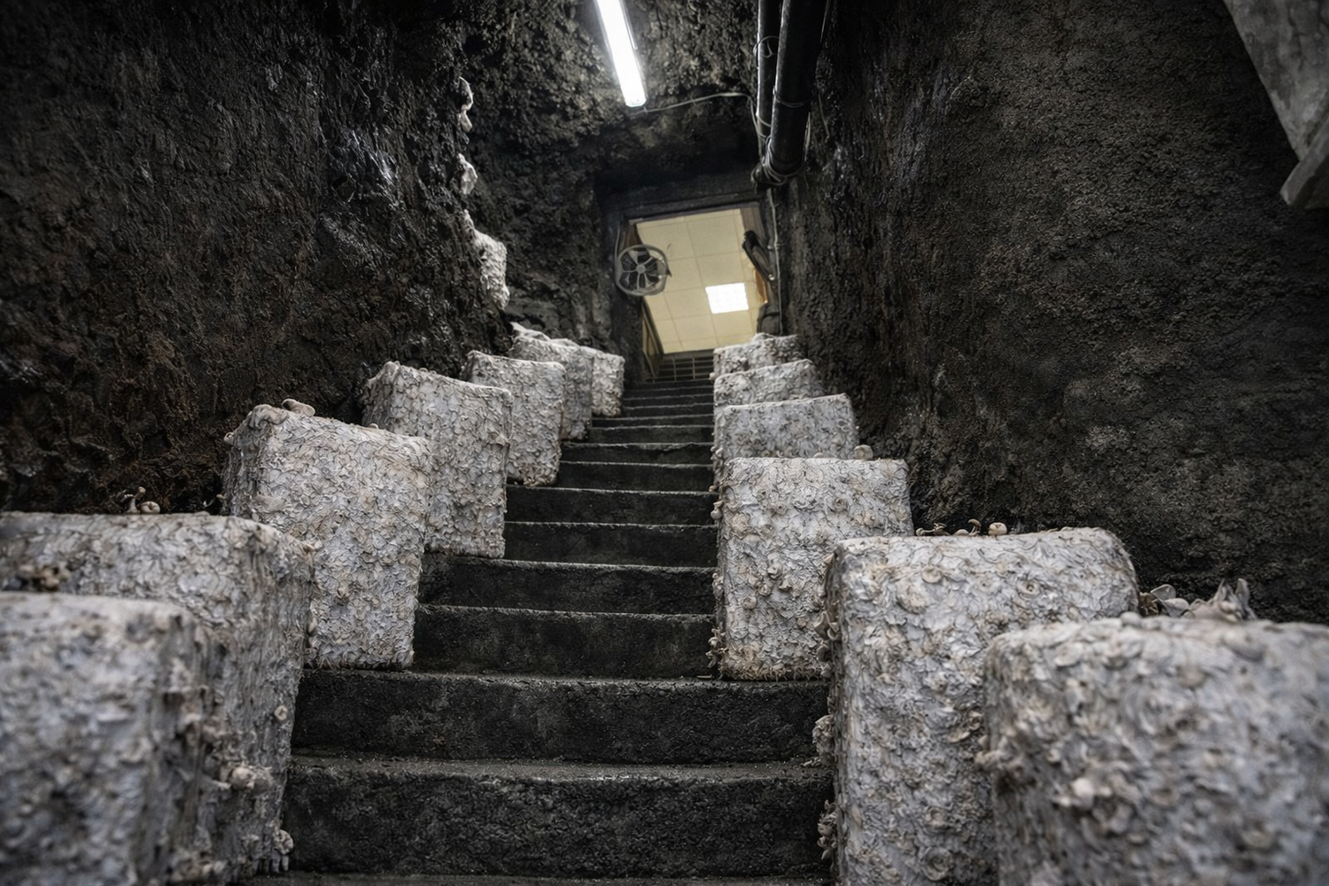 Coltivazione artigianale di funghi in grotta naturale con blocchi di micelio in ambiente controllato