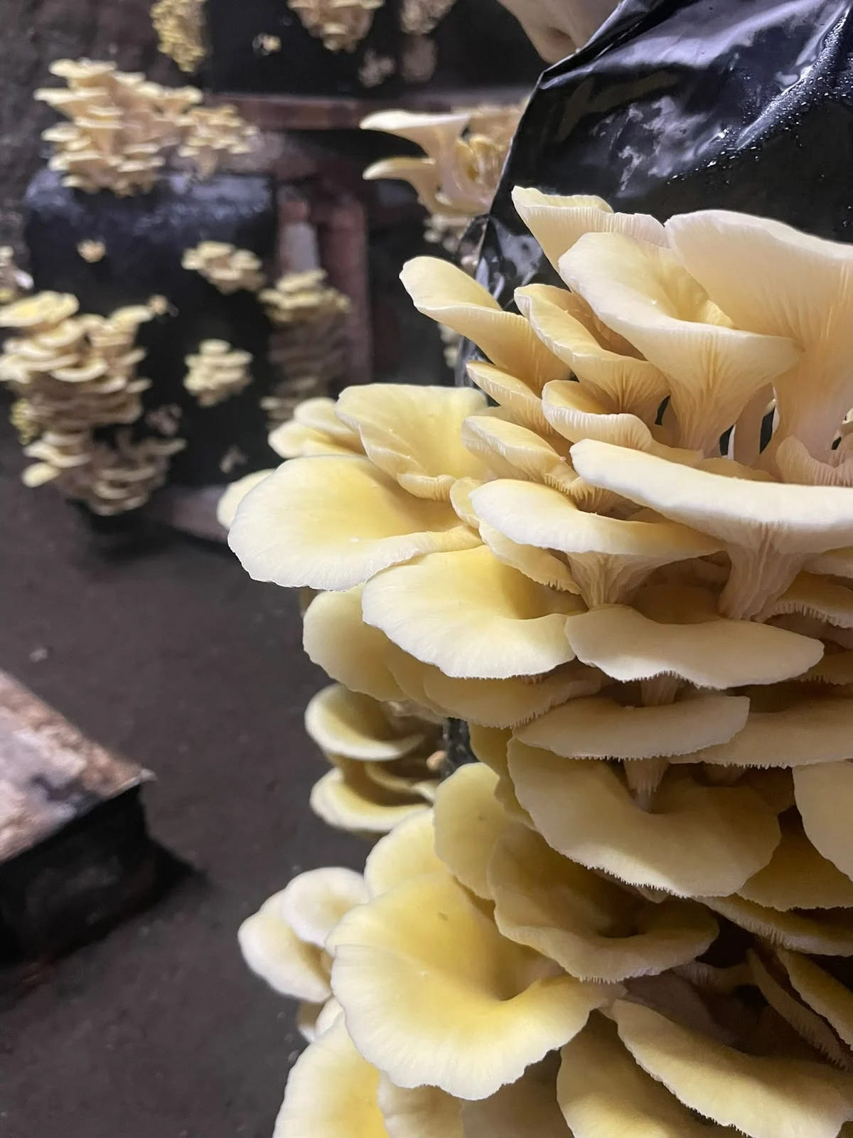 Grappolo di funghi Gialletto coltivato nella grotta Moretti