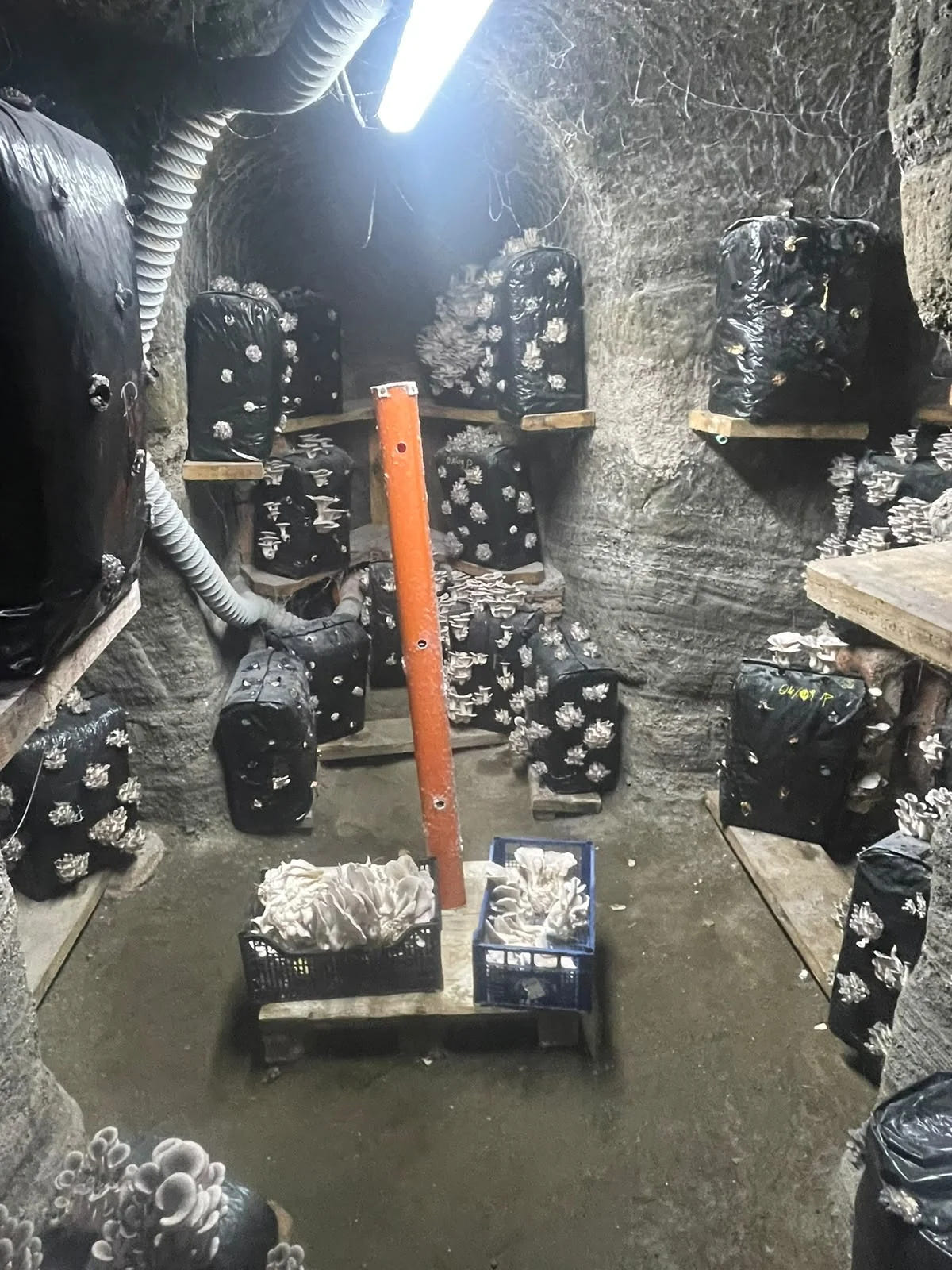 Interno della grotta Moretti con substrati di coltivazione e cassette di funghi raccolti