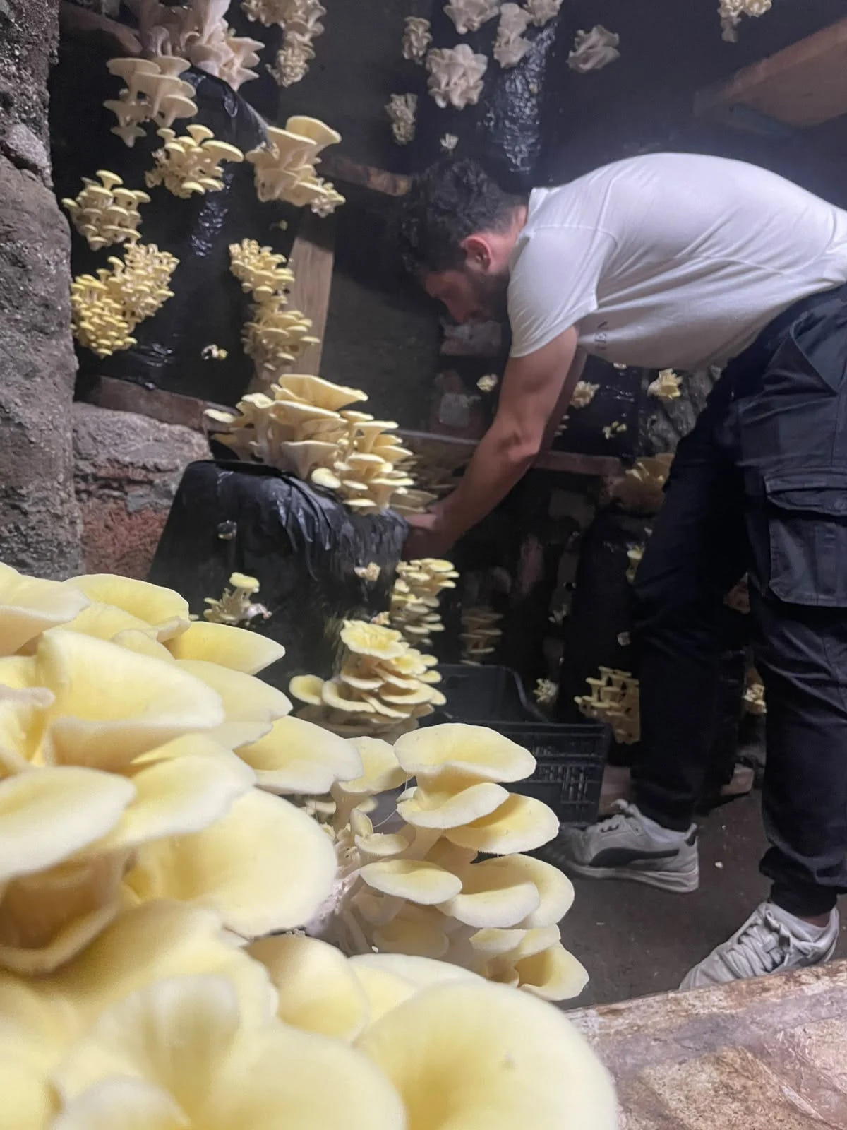 Raccolta a mano dei funghi nella grotta Moretti